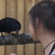 Illustration for article titled What Can Crows and Ravens Teach People About Resisting Temptation?